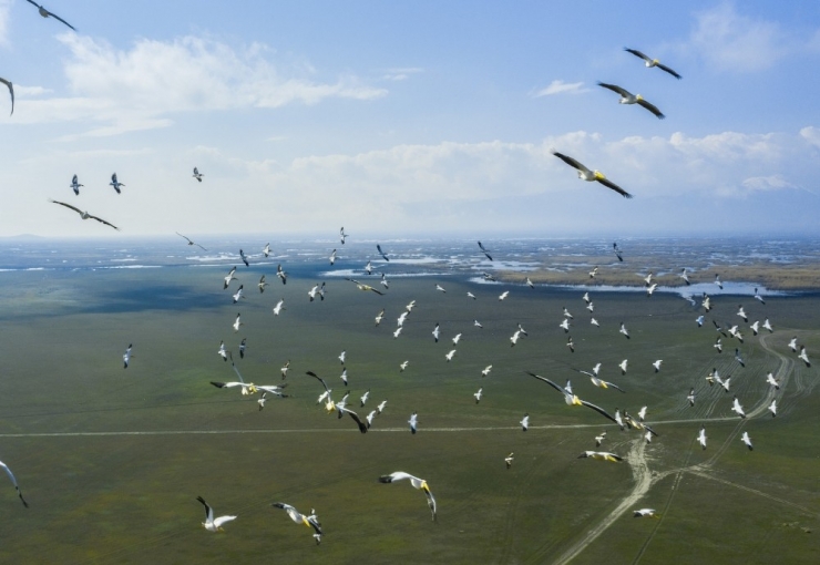 Pelikanlar Eber Gölünde Görüntülendi