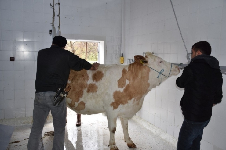 İskilip Belediyesi “Korona Virüs”ün Defi İçin Kurban Kesti