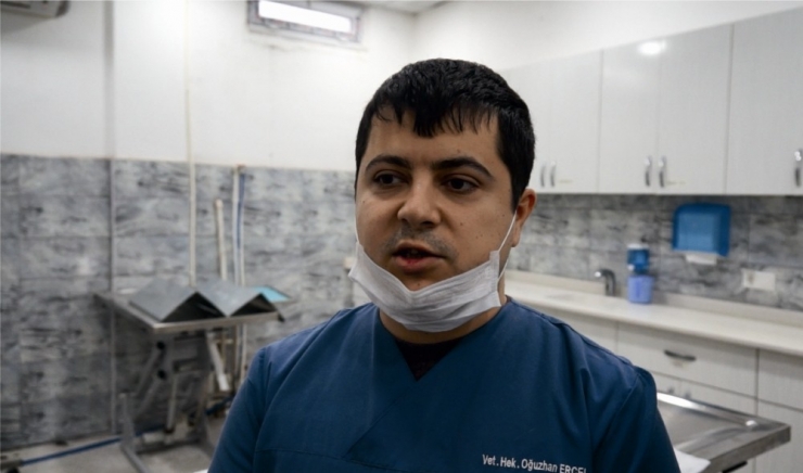 Sokak Hayvanları Da Virüsten Nasibini Aldı