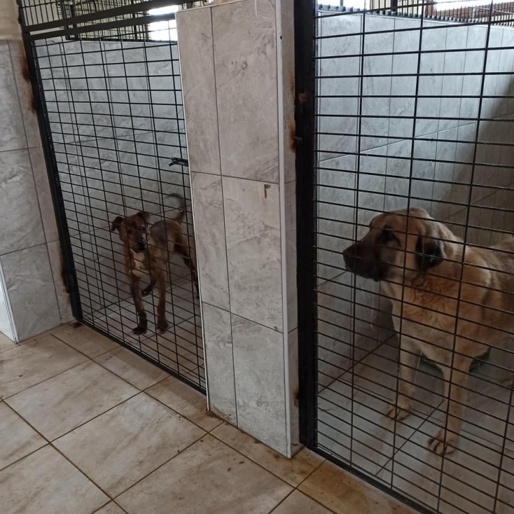 Hayvan Barınağı Denetlendi