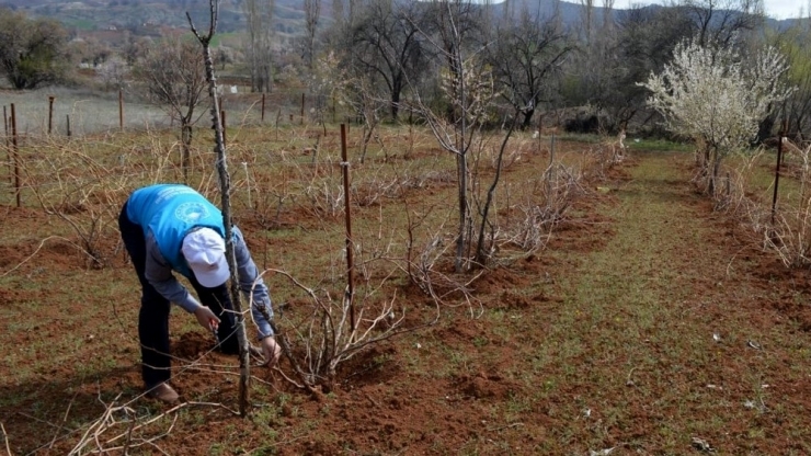 Evinden Çıkamayan Çiftçinin 3 Dönümlük Bağı Budandı