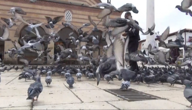 Vatandaş Evden Çıkamayınca Güvercinler Aç Kaldı