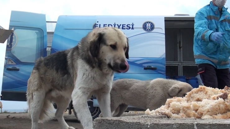 Korona Virüs Covid-19 Salgınında Sokak Hayvanları Unutulmadı