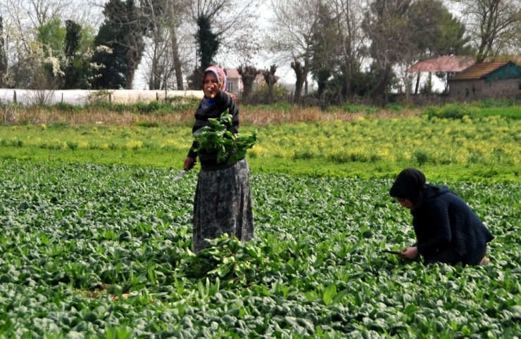 Ispanağın Fiyatı 1 Liraya Düştü