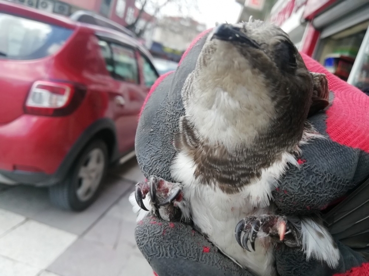 Yaralı Ebabil Kuşuna Esnaf Sahip Çıktı