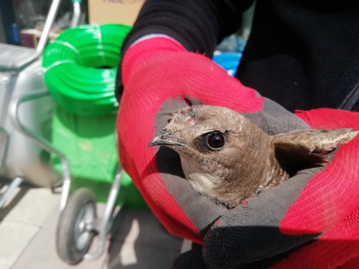 Yaralı Ebabil Kuşuna Esnaf Sahip Çıktı