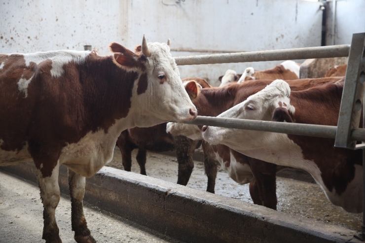 Milli Dayanışma Kampanyası’na Düve Bağışlayarak Destek Verdi