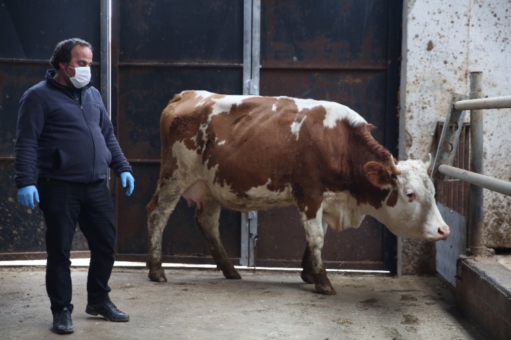Milli Dayanışma Kampanyası’na Düve Bağışlayarak Destek Verdi