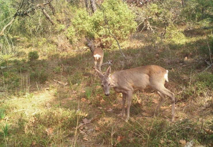 İnsanlar Eve Çekilince Ormanda Daha Fazla Görülmeye Başladılar