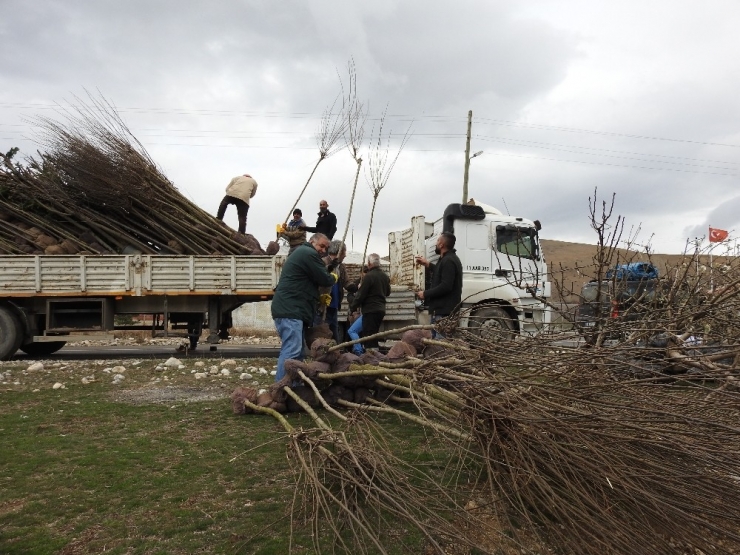 Bin Adet Fidan Tatlısu Köyünde Toprakla Buluşturuldu