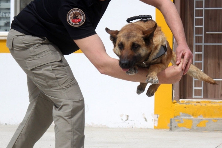 Bu Kez ‘Evde Kal’ Çağrısı, Dedektör Köpeklerden Geldi