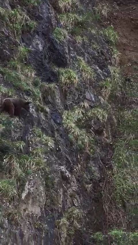 Korona Virüs Yaban Hayatı Da Etkiledi