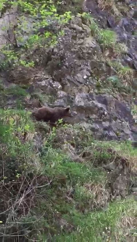 Korona Virüs Yaban Hayatı Da Etkiledi