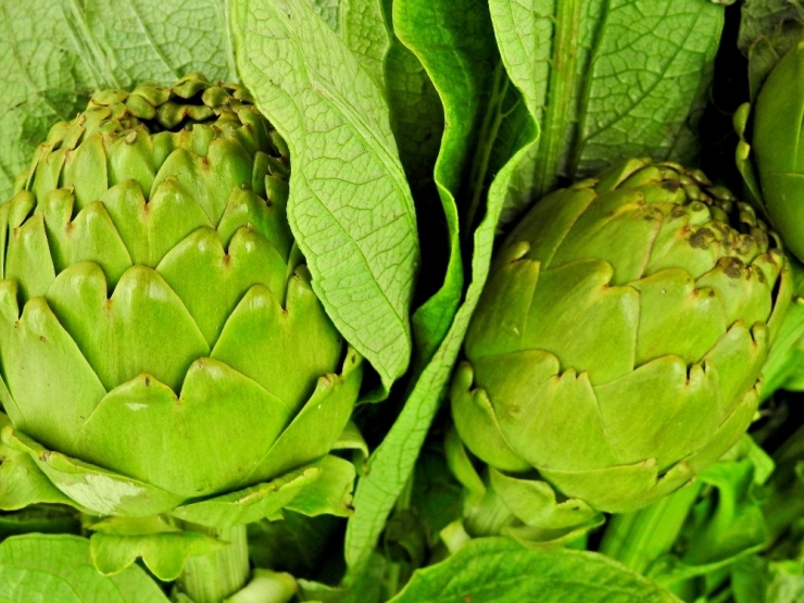 Çeşme’de Sakız Enginarı Bereketi