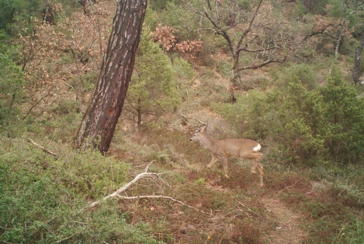 İnsanlar Eve Çekilince Ormanda Daha Fazla Görülmeye Başladılar