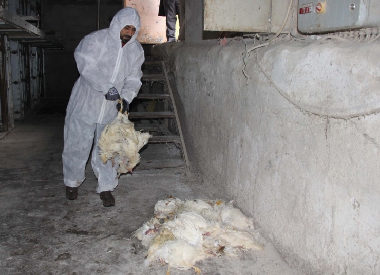 Korona Yumurta Üreticisini De Vurdu, Tavuklar Telef Oluyor