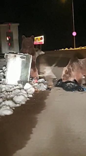 Uludağ Ayılara Kaldı