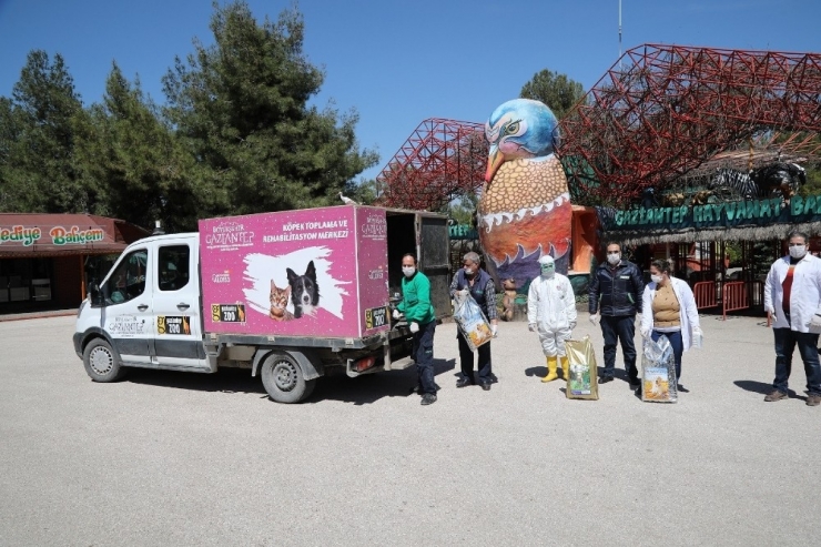 Büyükşehir 4 Nisan Sokak Hayvanları Koruma Günü’nü Unutmadı