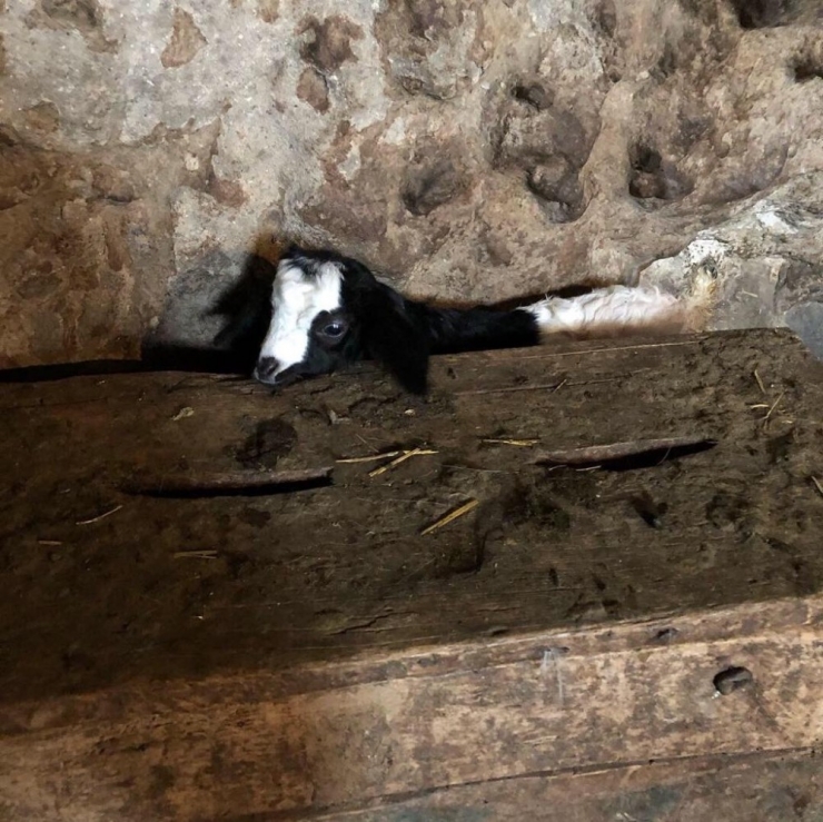 Baharın Habercisi Kuzular Özenle Büyütülüyor