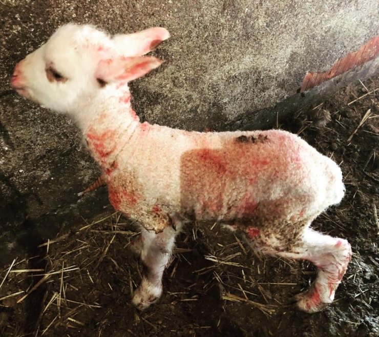 Baharın Habercisi Kuzular Özenle Büyütülüyor