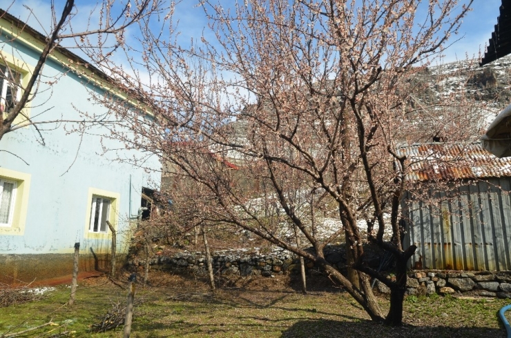 Baharı Beklerken Kara Teslim Oldular