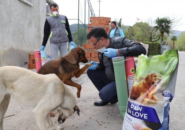 Salgına Rağmen Sokak Hayvanları Unutulmadı