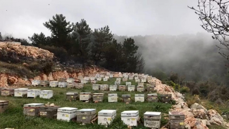 Kaş’taki Yangın Arı Kovanlarını Da Vurdu