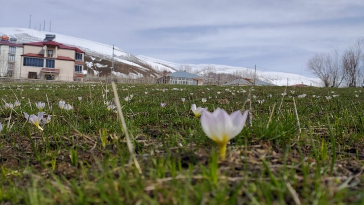 Bingöl’de Bahar Ve Kış Bir Arada