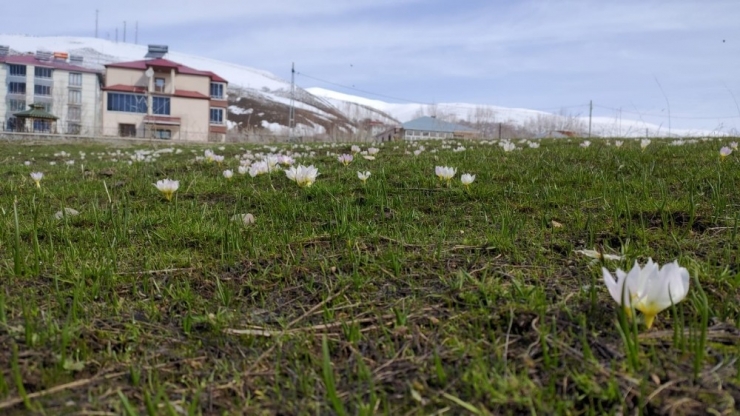 Bingöl’de Bahar Ve Kış Bir Arada