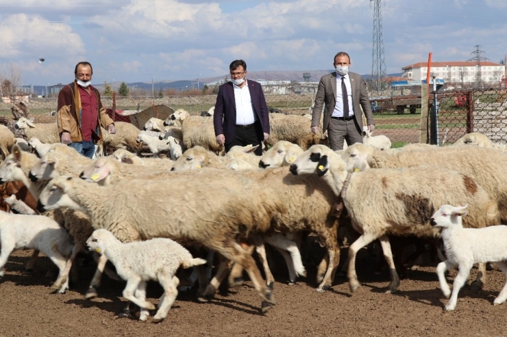 Aksaray’da Tarımsal Ve Hayvansal Üretim Tüm Hızıyla Devam Ediyor