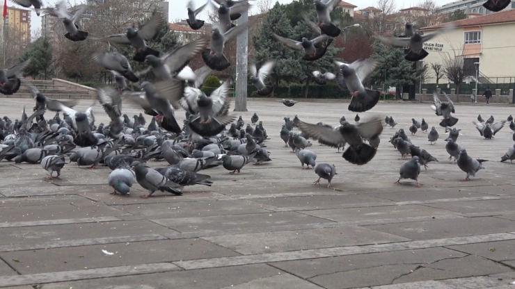 Kırıkkale’de Meydanlar Güvercinlere Kaldı