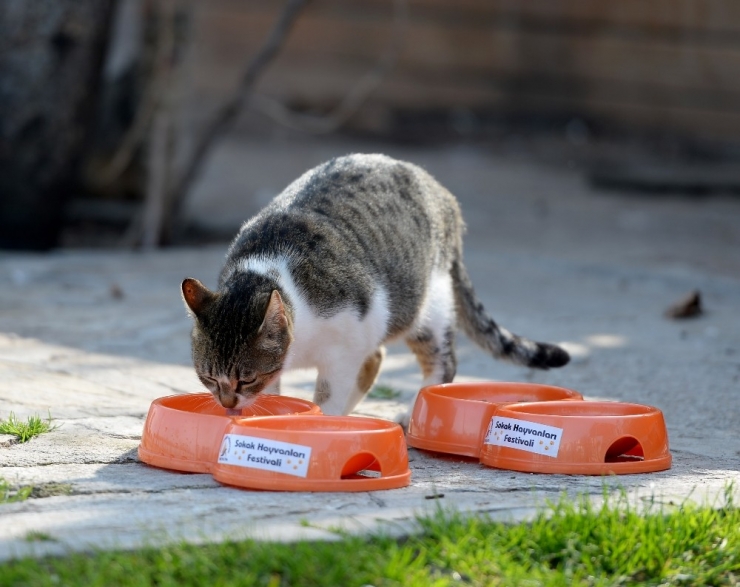 Muratpaşa 106 Noktaya Mama Bırakıyor