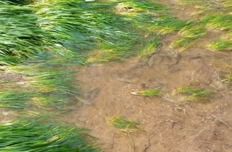 Buğday Tarlasını Basan Sel Sularında Balık Avladılar