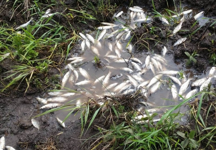 Buğday Tarlasını Basan Sel Sularında Balık Avladılar
