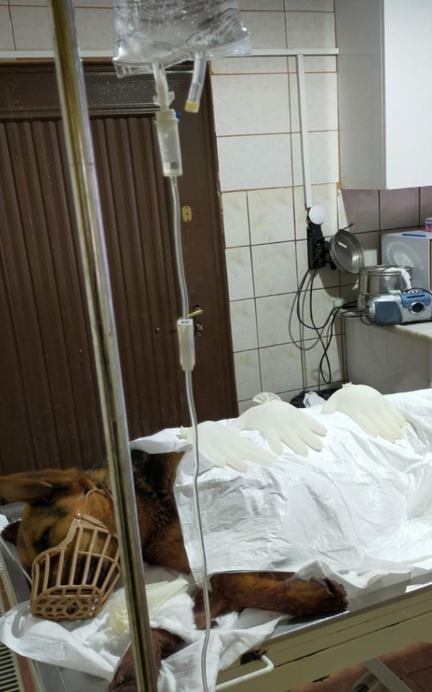 Çarptığı Köpeği Ölüme Terk Edip Kaçtı