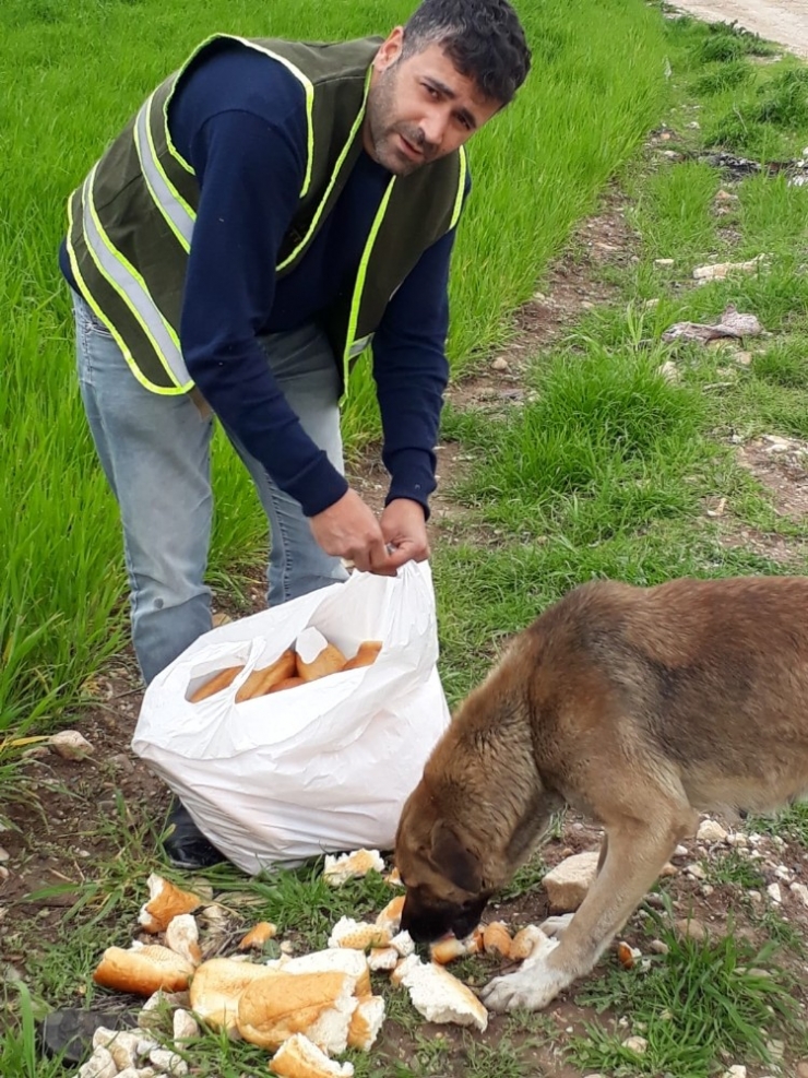Fahri Av Müfettişi Sokak Hayvanlarını Unutmadı