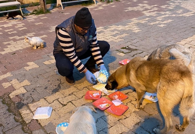 Samsat Belediyesi Aç Kalan Hayvanları Unutmadı