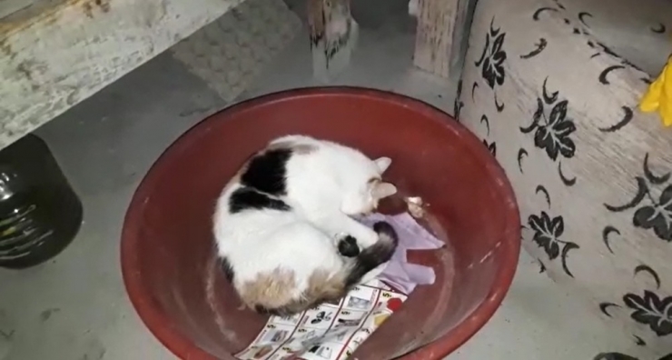 Evi Havalandırmak İçin Camı Açtı, İçeri Giren Kedi Yavruladı