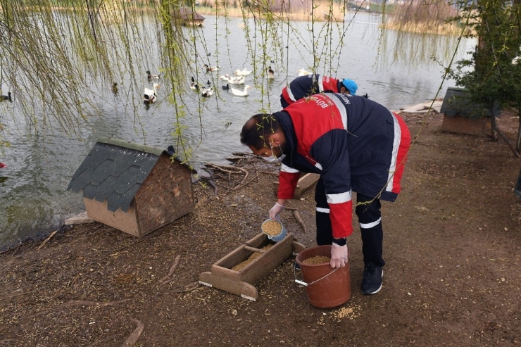 Büyükşehir Can Dostlara Mama Desteğini Sürdürüyor