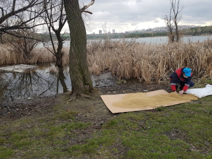 Büyükşehir Can Dostlara Mama Desteğini Sürdürüyor