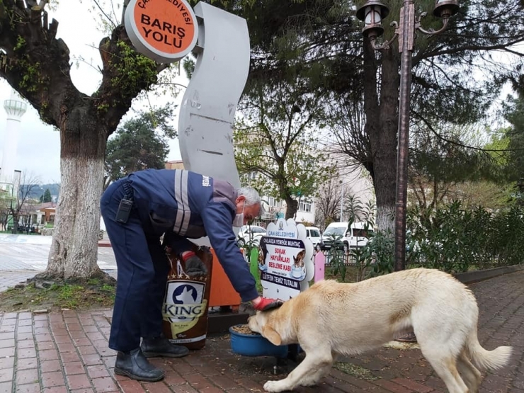 Çan Belediyesi Sokak Hayvanlarını Unutmadı