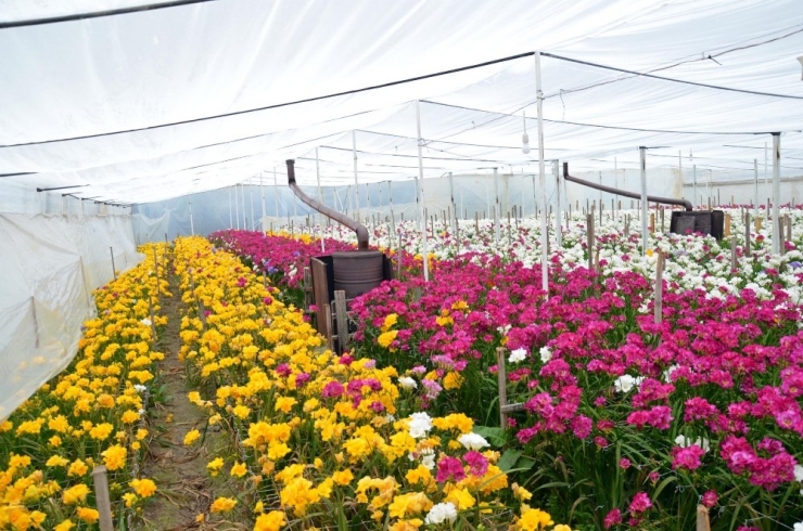 Çiçek Üreticilerine Korona Darbesi