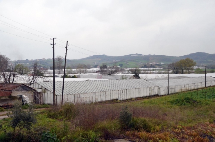 Çiçek Üreticilerine Korona Darbesi