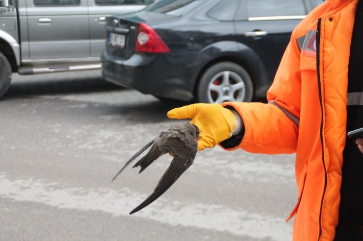 Bursa’da Ebabil Kuşu Görüldü