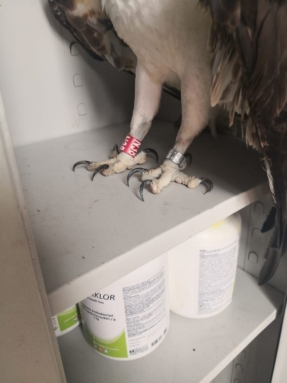 Yaralı Balık Kartalı Tedavi Altına Alındı