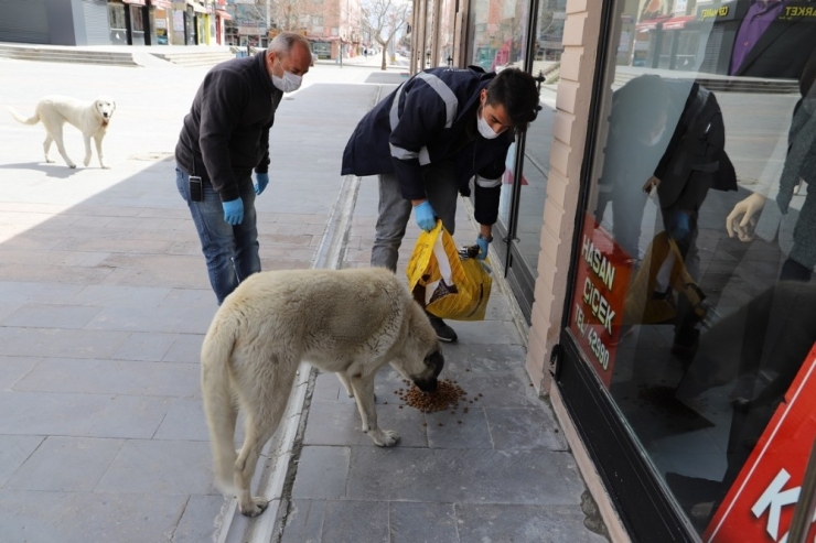 Erzincan’da Sokak Hayvanları Unutulmadı