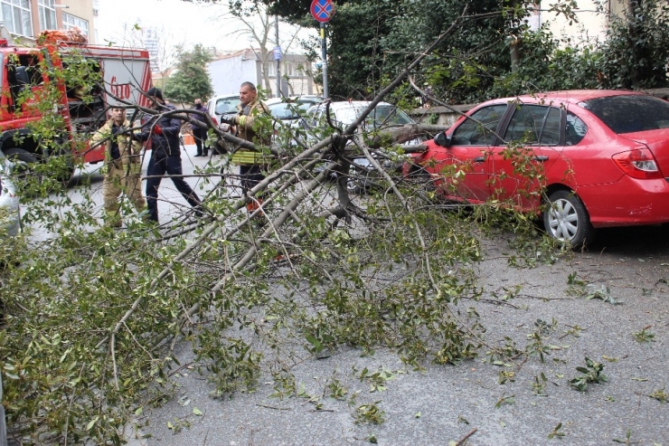 Park Halindeki Aracın Üzerine Ağaç Devrildi