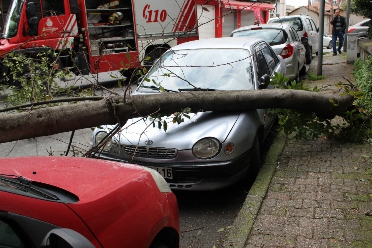 Park Halindeki Aracın Üzerine Ağaç Devrildi
