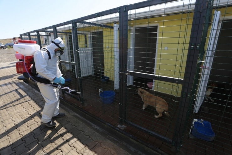 Hayvan Kasabası Düzenli Olarak Dezenfekte Ediliyor