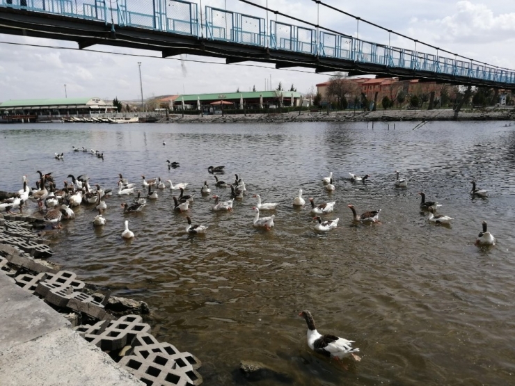 Kızılırmak’ta Bulunan Kazlardan Çalan Şüpheli Yakalandı